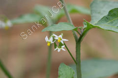 Solanum nigrum